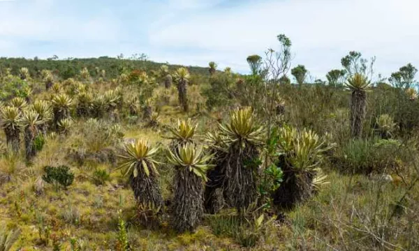 Colombia gana pleito a multinacional que pretendía indemnización por prohibir minería en páramo de Santurbán (Freepik)