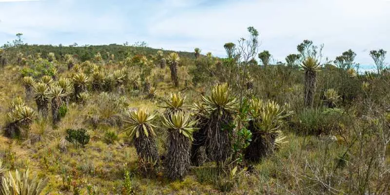 Colombia gana pleito a multinacional que pretendía indemnización por prohibir minería en páramo de Santurbán (Freepik)